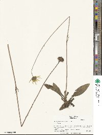 Helianthus heterophyllus image