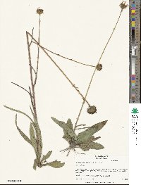 Helianthus heterophyllus image