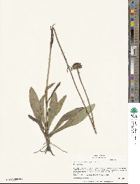 Helianthus heterophyllus image