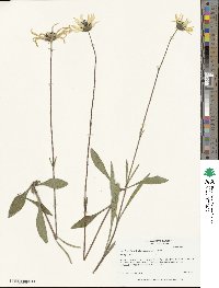 Helianthus heterophyllus image