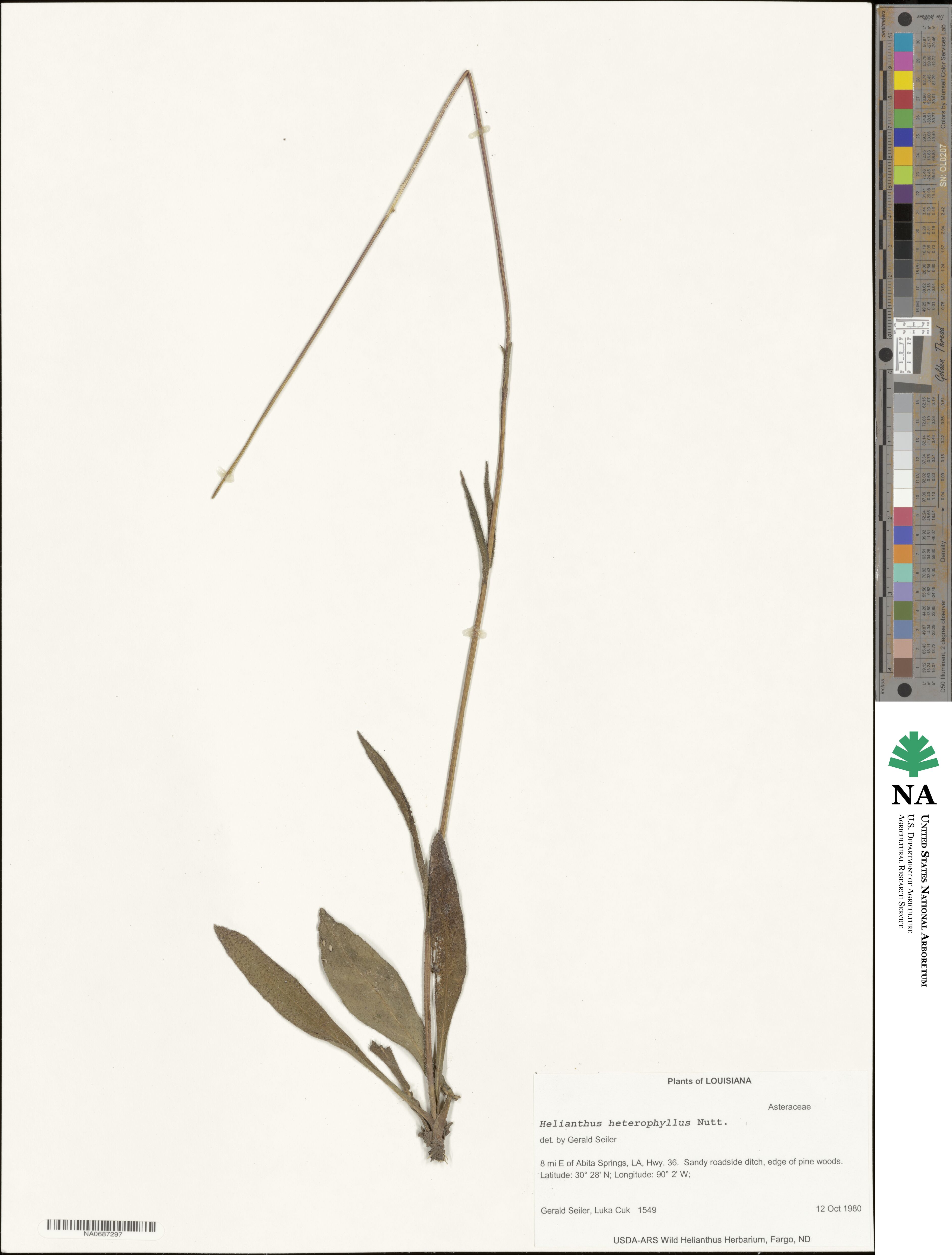 Helianthus heterophyllus image