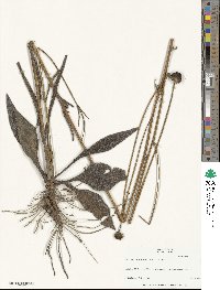 Helianthus heterophyllus image