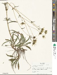 Helianthus longifolius image