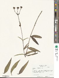 Helianthus laevigatus image