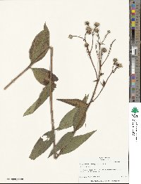 Helianthus laevigatus image