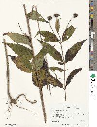 Helianthus laevigatus image