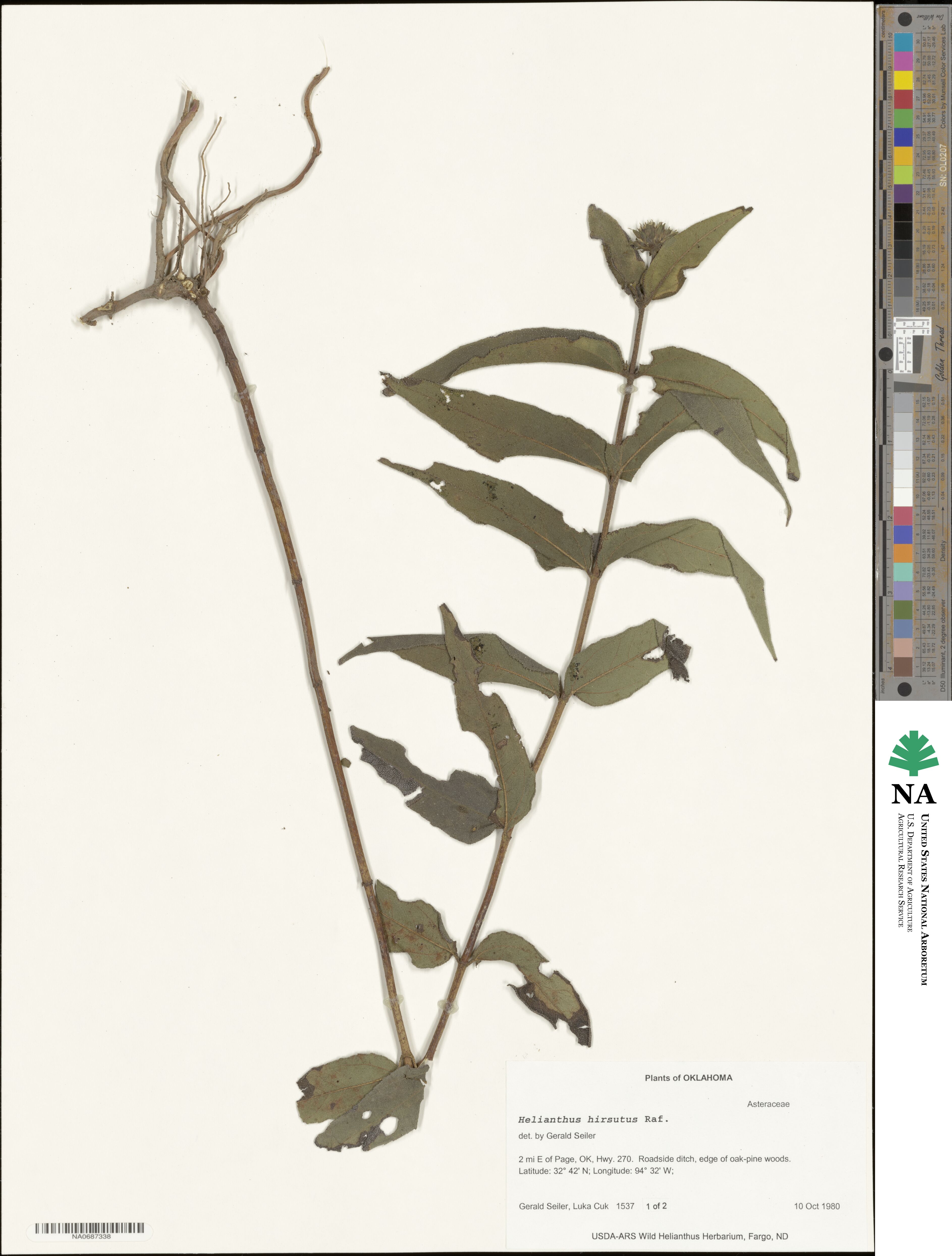 Helianthus hirsutus image