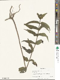 Helianthus hirsutus image