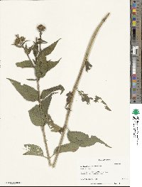 Helianthus hirsutus image