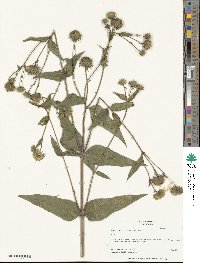 Helianthus hirsutus image