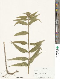 Helianthus hirsutus image