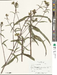 Helianthus laevigatus image