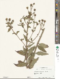 Helianthus laevigatus image