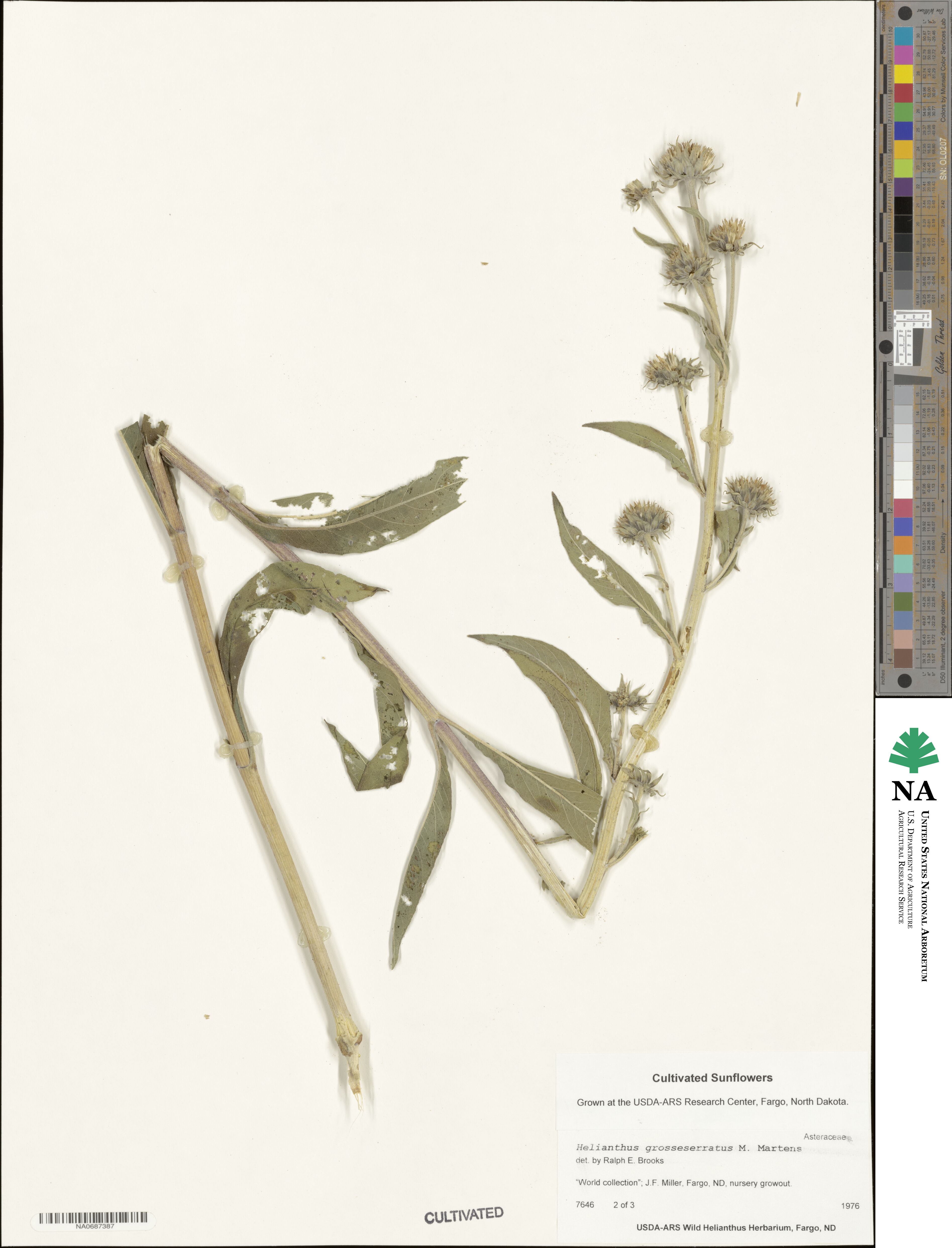 Helianthus grosseserratus image