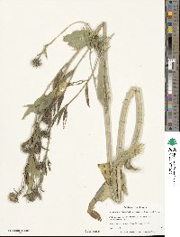 Helianthus grosseserratus image