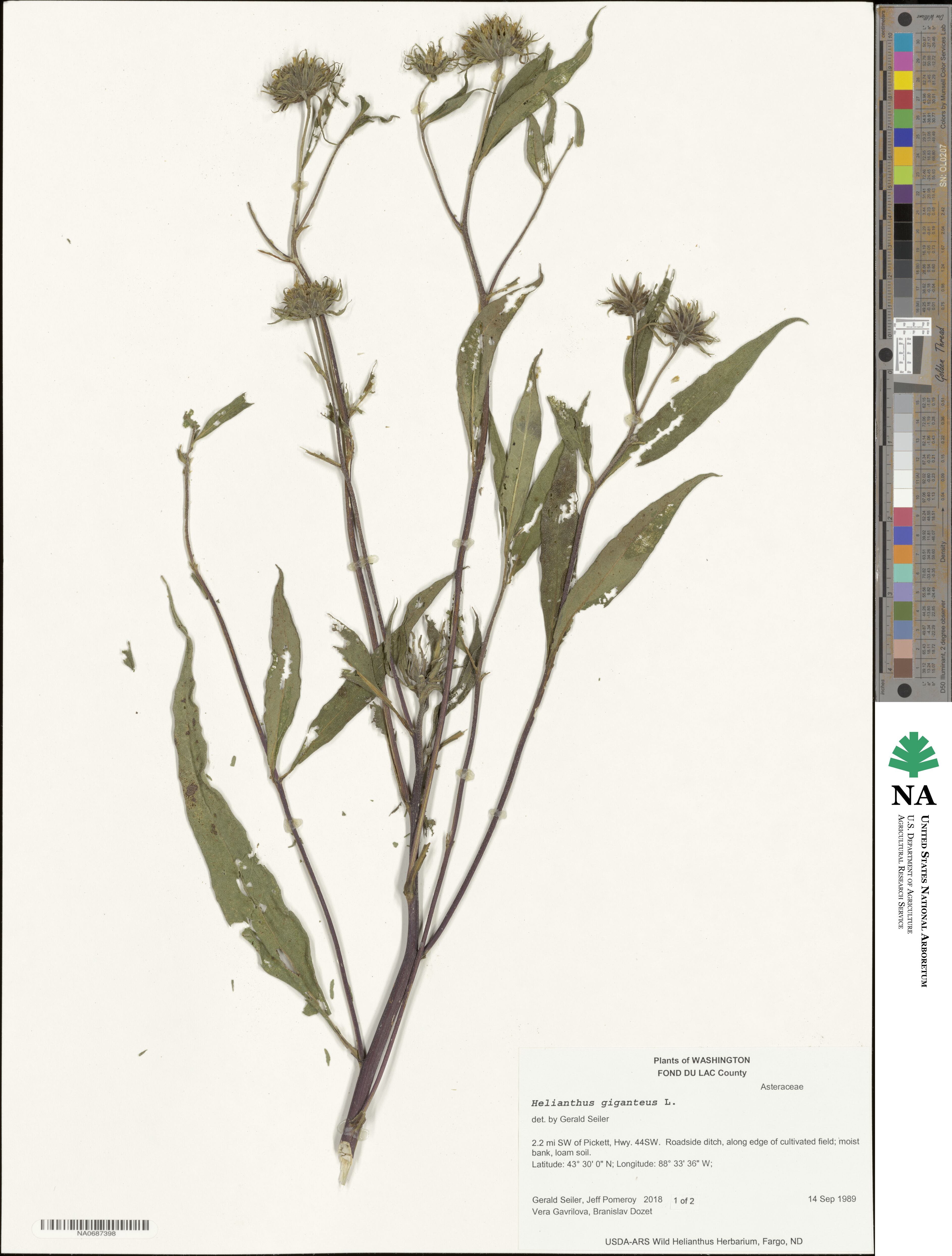 Helianthus giganteus image