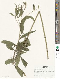 Helianthus giganteus image