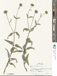 Helianthus gracilentus image