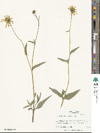 Helianthus gracilentus image