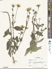 Helianthus pumilus image