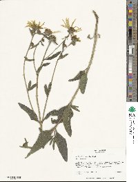 Helianthus pumilus image