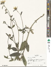 Helianthus pumilus image