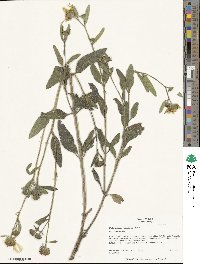 Helianthus pumilus image