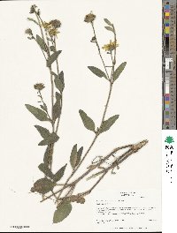 Helianthus pumilus image