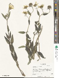 Helianthus pumilus image