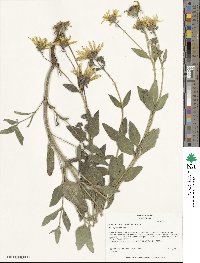 Helianthus pumilus image