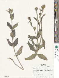 Helianthus pumilus image