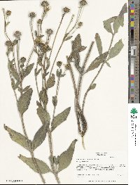 Helianthus pumilus image