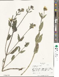 Helianthus pumilus image