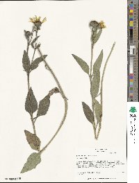 Helianthus pumilus image