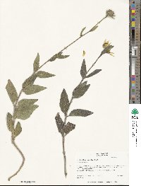 Helianthus pumilus image