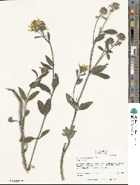 Helianthus pumilus image