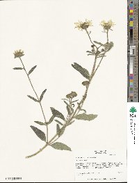 Helianthus pumilus image