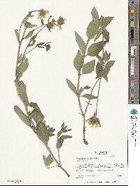 Helianthus pumilus image