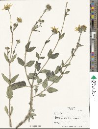 Helianthus pumilus image