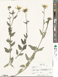 Helianthus pumilus image