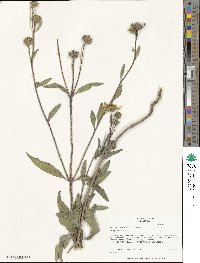 Helianthus pumilus image