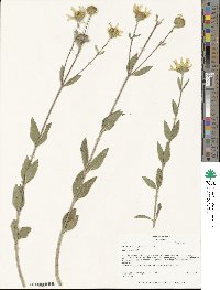 Helianthus pumilus image