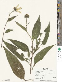 Helianthus strumosus image