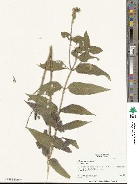 Helianthus strumosus image