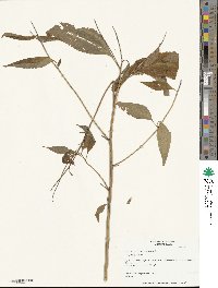 Helianthus strumosus image