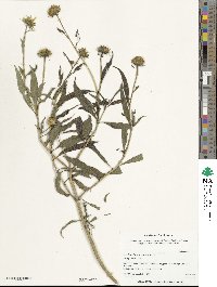 Helianthus strumosus image