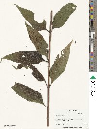 Helianthus strumosus image