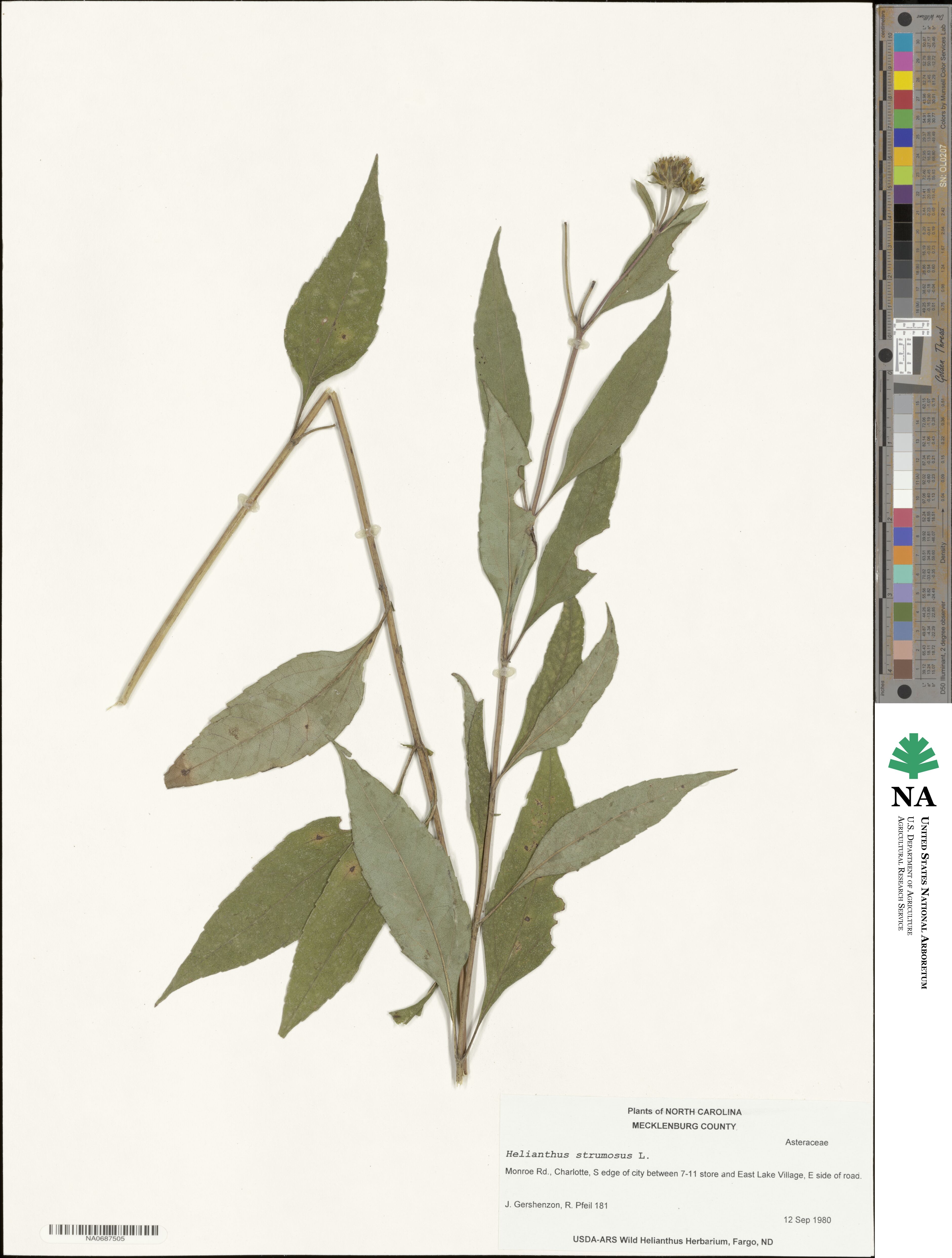 Helianthus strumosus image