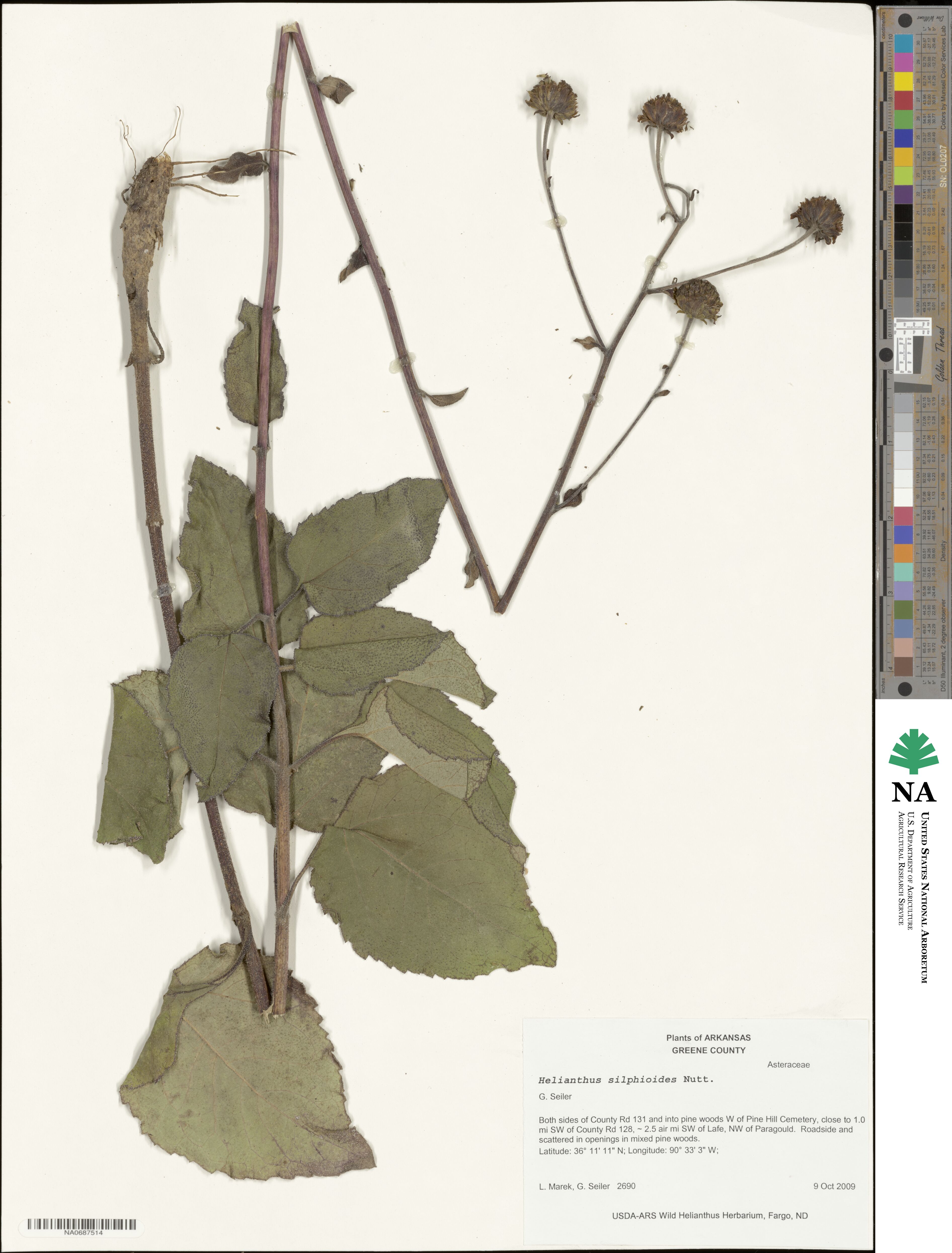 Helianthus silphioides image