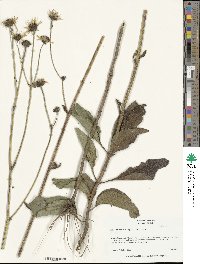 Helianthus silphioides image